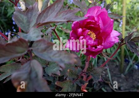 Paeonia x Suffruticosa ‘Cardinal Vaughan’ BaumPfingstrose Cardinal Vaughan – purpurrote Blüten und lila grüne Blätter, April, England, Großbritannien Stockfoto