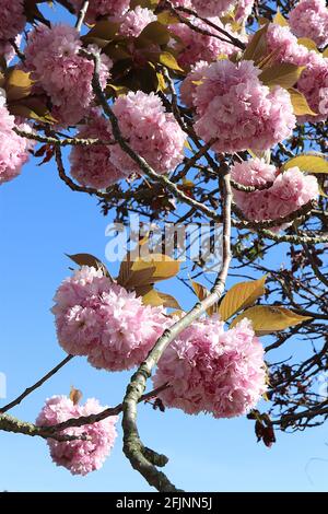 Prunus ‘Kanzan’ Kanzan Kirschblüte – gestielte Cluster aus doppelt rosa Blüten, April, England, Großbritannien Stockfoto