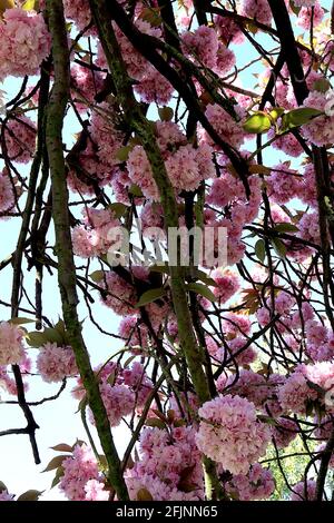 Prunus ‘Kanzan’ Kanzan Kirschblüte – gestielte Cluster aus doppelt rosa Blüten, April, England, Großbritannien Stockfoto