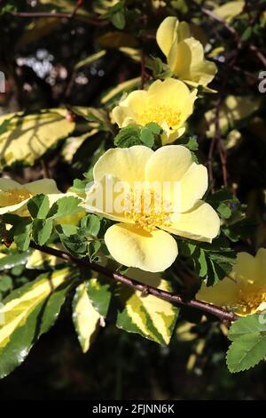 Rosa xanthina ‘Canary Bird’ Rose Canary Bird – gelbe Blüten mit mehreren gelben Staubgefäßen, April, England, Großbritannien Stockfoto