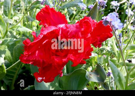 Tulipa gesneriana var dracontia ‘Roter Papagei’ Papagei 10 Roter Papageientulpe - verdrehte scharlachrote Blütenblätter, April, England, Großbritannien Stockfoto