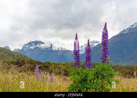 Arktische Lupinen blühen in den südlichen Alpen Neuseelands, im Süden von Südland in der Nähe von Milford Sound Stockfoto