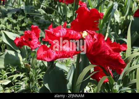 Tulipa gesneriana var dracontia ‘Roter Papagei’ Papagei 10 Roter Papageientulpe - verdrehte scharlachrote Blütenblätter, April, England, Großbritannien Stockfoto