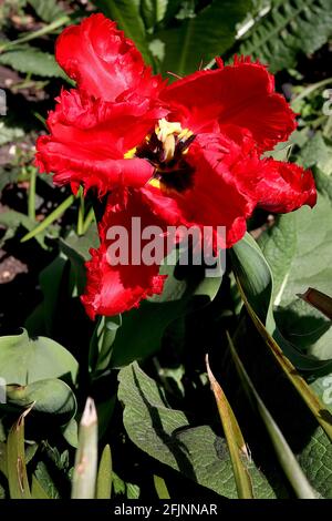 Tulipa gesneriana var dracontia ‘Roter Papagei’ Papagei 10 Roter Papageientulpe - verdrehte scharlachrote Blütenblätter, April, England, Großbritannien Stockfoto