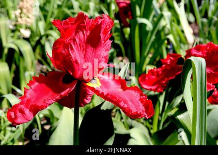 Tulipa gesneriana var dracontia ‘Roter Papagei’ Papagei 10 Roter Papageientulpe - verdrehte scharlachrote Blütenblätter, April, England, Großbritannien Stockfoto