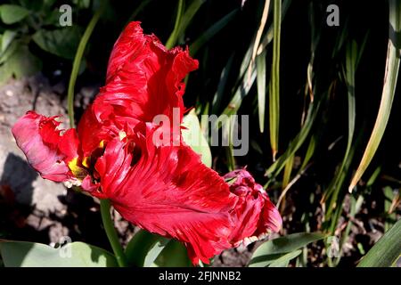 Tulipa gesneriana var dracontia ‘Roter Papagei’ Papagei 10 Roter Papageientulpe - verdrehte scharlachrote Blütenblätter, April, England, Großbritannien Stockfoto
