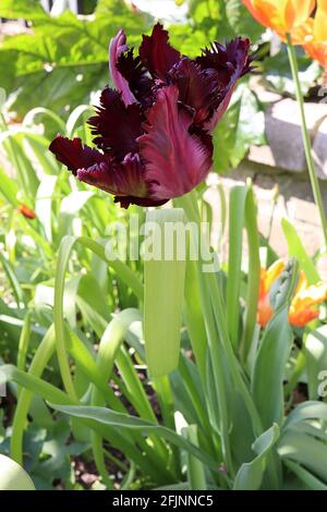 Tulipa gesneriana var dracontia ‘Schwarzer Papagei’ Papagei 10 Schwarzer Papageientulpe - verdrehte schwarz-violette Blütenblätter, magentafarbene Ränder, schwache grüne Flammen, April Stockfoto