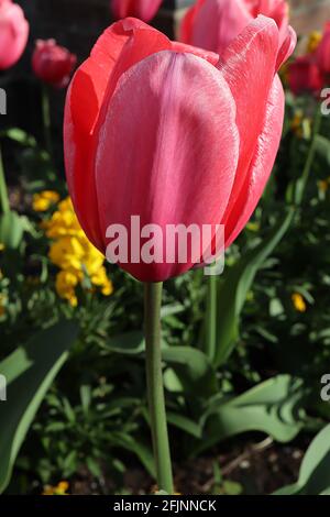 Tulipa ‘Jumbo Pink’ Triumph Tulpe 3 Jumbo Pink Tulpe – riesige tiefrosa Blüten, feine weiße Ränder, April, England, Großbritannien Stockfoto