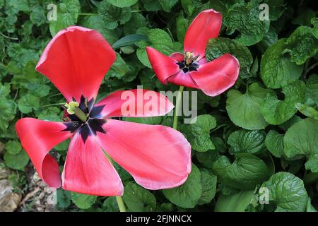 Tulipa ‘Jumbo Pink’ Triumph Tulpe 3 Jumbo Pink Tulpe – riesige tiefrosa Blüten, feine weiße Ränder, April, England, Großbritannien Stockfoto