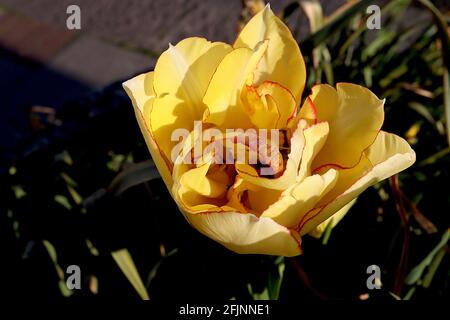 Tulipa ‘Akebono’ Double Late 11 Akebono Tulpe – doppelte gelbe Blüten, feiner roter Umriss, feine rote Ränder, April, England, VEREINIGTES KÖNIGREICH Stockfoto