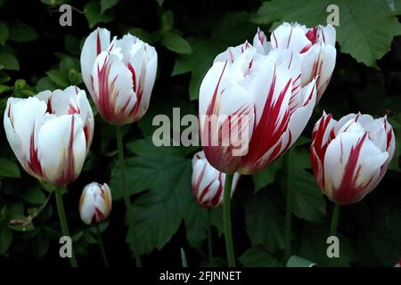 Tulipa ‘Happy Generation’ Triumph Tulpe 3 Happy Generation Tulpe - weiße Blüten, rote Flammen, gelbgrüne Basalflammen, bunte Blätter, April, UK Stockfoto