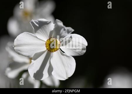 Blumen der Narziss Poetius 'Poet's Narcissus' Stockfoto