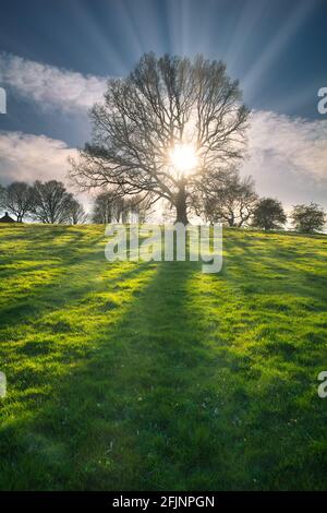 Ein dramatisches Bild einer Eiche mit der Sonne, die durch die Äste scheint. County Durham, England, Großbritannien. Stockfoto