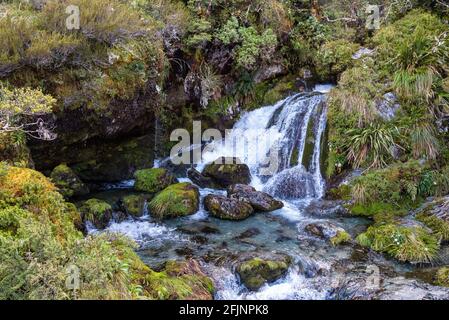 Ein kleiner Bach am Routeburn Track, Südinsel Neuseelands Stockfoto