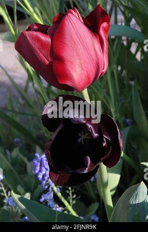 Tulipa ‘Ruby Prince’ Single Early 1 tieflila schwarze Blüten Tulipa ‘Queen of Night’ Single Late 5 tiefrote Blütenblätter, tiefer Fliederfluß April, England Stockfoto