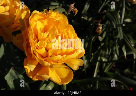 Tulipa ‘Yellow Pomponette’ Double Late 11 Yellow Pomponette Tulpe – doppelte goldgelbe Blüten, gelegentlich rote Streifen, April, England, Großbritannien Stockfoto