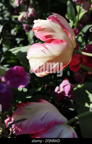 Tulipa gesneriana var dracontia ‘Silver Papagei’ Papagei 10 Silver Papagei Tulpe - gedrehte, cremig-weiße Blütenblätter, dunkelrosa Ränder, gelber Flush, April, Stockfoto