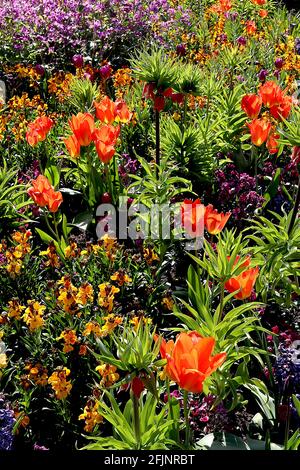 Tulipa / Tulpe ‘Orange Emperor’ Tulipa / Tulpe ‘Purple Prince’ April, England, Großbritannien Stockfoto