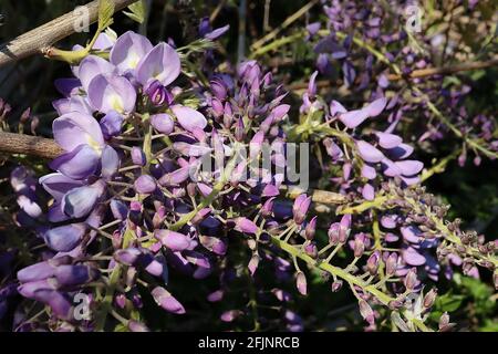 Wisteria brachybotrys ‘Okayama’ seidige Wisteria Okayama – kaskadierende Haufen violetter erbsenähnlicher Blüten, April, England, Großbritannien Stockfoto