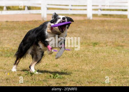 Schwarz-weißer Hund, der eine gewöhnliche fliegende Scheibe fängt. Der Hund ist ein Border Collie. Er ist gerade dabei, die Scheibe zu fangen. Er ist auf einem Grasfeld. Stockfoto