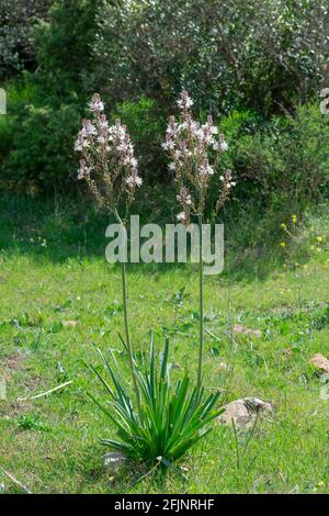 Nahaufnahme einer Verzweigung (Asphodel Asphodelus ramosus) Stockfoto