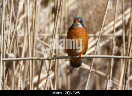 Ein gewöhnlicher Kingfischer (alcedo atthis) im Reed, Heilbronn, Deutschland Stockfoto