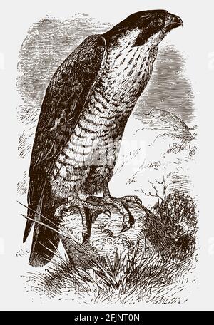 Wanderfalke, falco Peregrinus auf einem Felsen sitzend. Illustration nach einem antiken Stich Stock Vektor