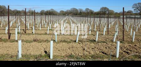 Reihen von Reben, die Ende April 2021 auf einem Weinberg in West Sussex, England, Großbritannien, gesehen wurden. Stockfoto