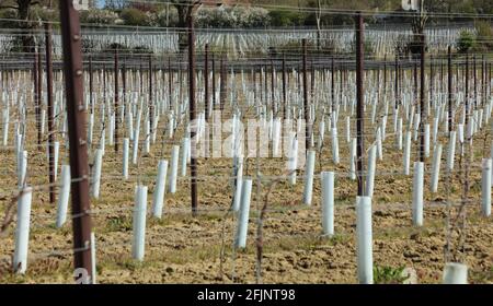 Reihen von Reben, die Ende April 2021 auf einem Weinberg in West Sussex, England, Großbritannien, gesehen wurden. Stockfoto