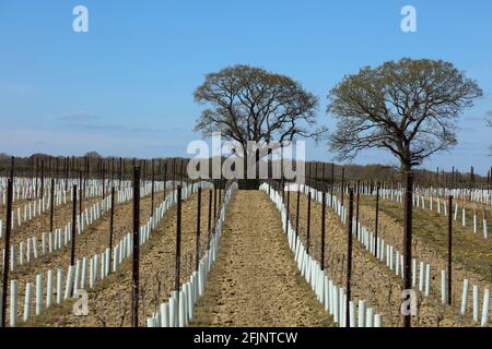 Reihen von Reben, die Ende April 2021 auf einem Weinberg in West Sussex, England, Großbritannien, gesehen wurden. Stockfoto