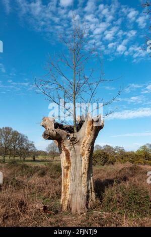 Ein junger Baum, der in der toten Außenrinde eines alten Baumes am Rand von Conduit Wood, Richmond Park, London, Großbritannien, wächst. Stockfoto