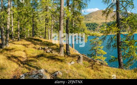 Sommermorgen auf der Chaste Peninsula, Sils-See, Oberengadin, Schweiz Stockfoto