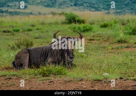 Blue Gnus, Connochaetes taurinus sitzen und entspannen im südafrikanischen Naturschutzgebiet Stockfoto