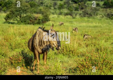 Porträt eines GNU oder blauen Gnus (Taurinus Connochaetes) Eine gewöhnliche Antilope, die in fast jedem Naturschutzgebiet gefunden wird Südafrika Stockfoto