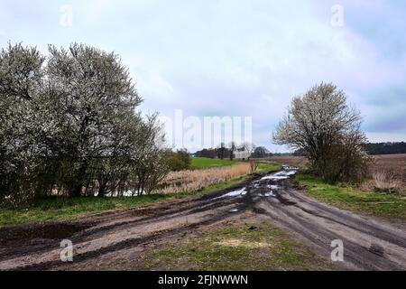 Blühende Obstbäume und eine unbefestigte Straße mit Pfützen Polen Stockfoto