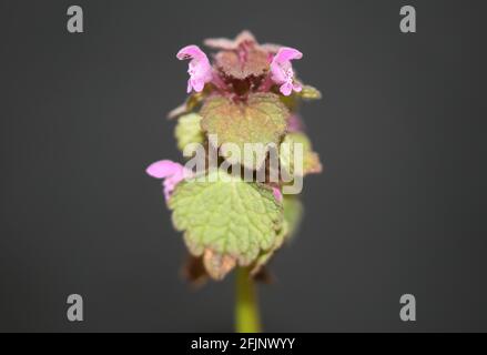 Blütenblüte Lamium hybridum Familie lamiaceae botanisch modern hohe Qualität Große Drucke Stockfoto