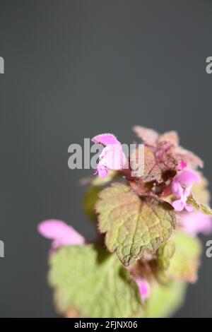 Blütenblüte Lamium hybridum Familie lamiaceae botanisch modern hohe Qualität Große Drucke Stockfoto