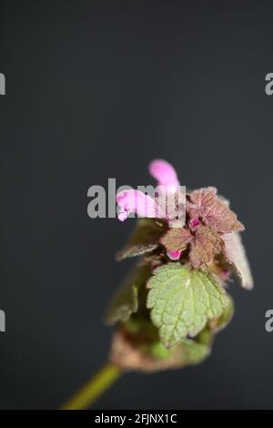 Blütenblüte Lamium hybridum Familie lamiaceae botanisch modern hohe Qualität Große Drucke Stockfoto