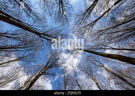 Äste von Bäumen ohne Blätter. Baldachin von Laub- und Nadelbäumen in Mitteleuropa. Frühjahrssaison. Stockfoto