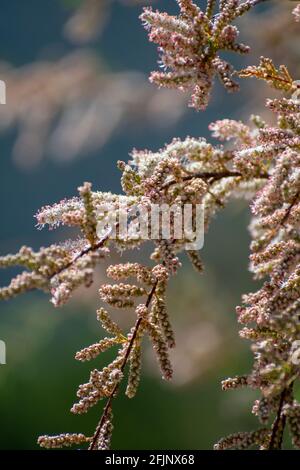 Nahaufnahme der Salzederblüte (Tamarix ramosissima) Stockfoto