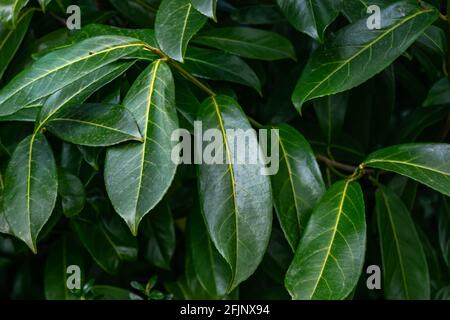 Kirsche Lorbeer Pflanze mit grünen öligen Blättern, prunus laurocerasus Pflanze im Frühling. Stockfoto