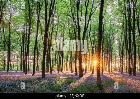 Atemberaubende Bluebell-Wälder in Norfolk England. Sonnenaufgang durch den Frühlingswald Bäume und Weg natürliche saisonale Landschaft Stockfoto