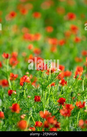 Nahaufnahme des Sommer-Fasan-Auges (Adonis aestivalis Stockfoto