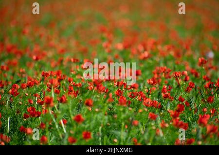 Nahaufnahme des Sommer-Fasan-Auges (Adonis aestivalis Stockfoto