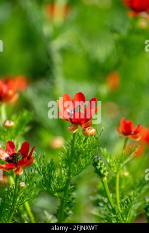 Nahaufnahme des Sommer-Fasan-Auges (Adonis aestivalis Stockfoto