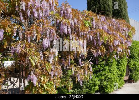 West Hollywood, Kalifornien, USA 18. April 2021 EIN allgemeiner Blick auf die Atmosphäre von Wisteria auf der Robertson, Street für den Verkehr wegen Straßenessen im Freien gesperrt am 18. April 2021 in West Hollywood, Kalifornien, USA. Foto von Barry King/Alamy Stockfoto Stockfoto