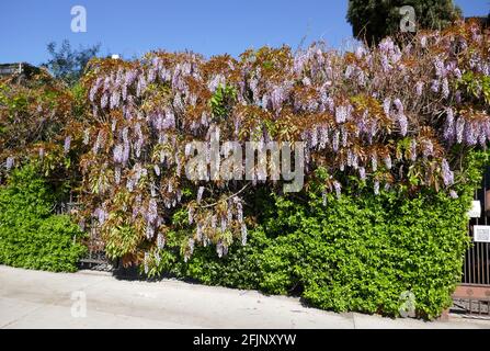 West Hollywood, Kalifornien, USA 18. April 2021 EIN allgemeiner Blick auf die Atmosphäre von Wisteria auf der Robertson, Street für den Verkehr wegen Straßenessen im Freien gesperrt am 18. April 2021 in West Hollywood, Kalifornien, USA. Foto von Barry King/Alamy Stockfoto Stockfoto