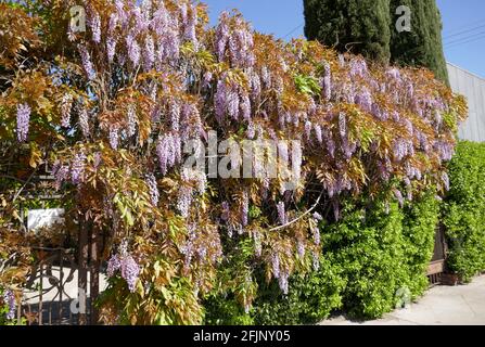 West Hollywood, Kalifornien, USA 18. April 2021 EIN allgemeiner Blick auf die Atmosphäre von Wisteria auf der Robertson, Street für den Verkehr wegen Straßenessen im Freien gesperrt am 18. April 2021 in West Hollywood, Kalifornien, USA. Foto von Barry King/Alamy Stockfoto Stockfoto