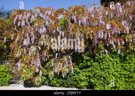 West Hollywood, Kalifornien, USA 18. April 2021 EIN allgemeiner Blick auf die Atmosphäre von Wisteria auf der Robertson, Street für den Verkehr wegen Straßenessen im Freien gesperrt am 18. April 2021 in West Hollywood, Kalifornien, USA. Foto von Barry King/Alamy Stockfoto Stockfoto