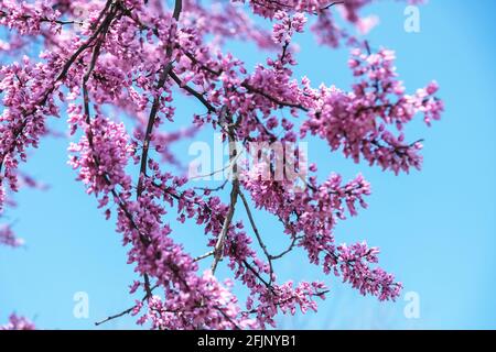 Nahaufnahme von Ästen blühender östlicher Rotknöchelbäume, Cercis canadensis, vor einem blauen Himmel. Frühling in Wichita, Kansas, USA. Stockfoto